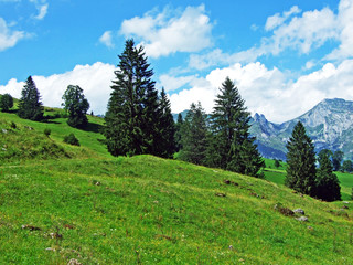 Alpine pastures and meadows on the slopes of the Alviergruppe mountain range - Canton of St. Gallen, Switzerland