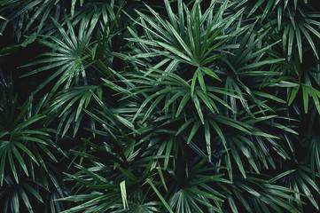 Naklejka na ściany i meble tropical leaf texture background, dark green foliage are shaped like tiny spikes 