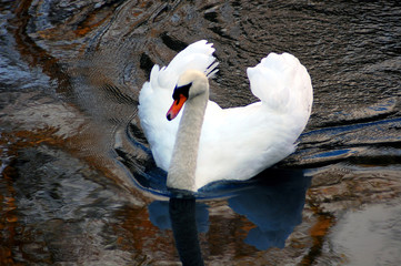 Schwan