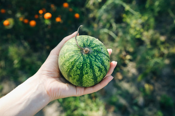 Small watermelon in woman's hand. Healthy organic vegetarian food.