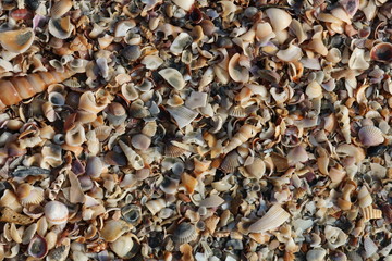 background of sea shells