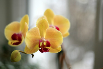 yellow Orchid macro