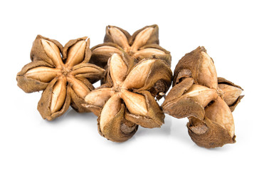 Sacha peanut on white
