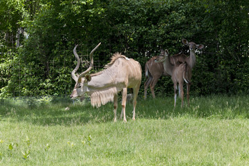 Naklejka na ściany i meble A family of the Greater Kudu