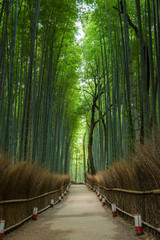 Bamboo forest, Japan