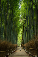 Fototapeta premium Bamboo forest, Japan