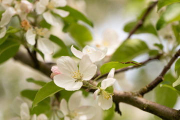 Apple tree blossom in spring in front of blurred background