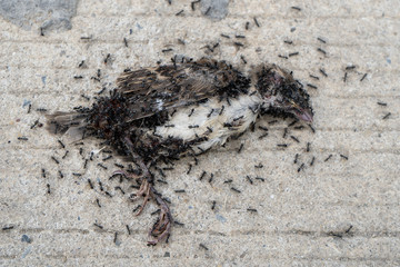 Black ants eat dead bird.