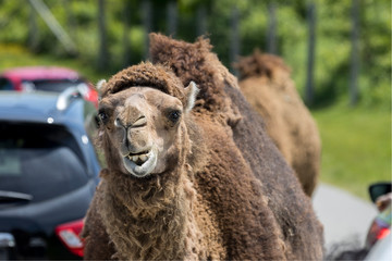 Dromedary, at Parc Safari