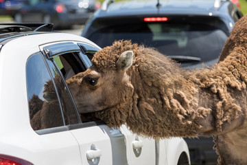 Curious Dromedary