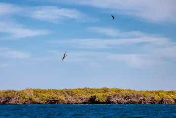 Fototapeta premium There is a large colony of Magnificent Frigatebirds (Fregata magnificens) found at Adolfo Lopez Mateos in Baja California, Mexico