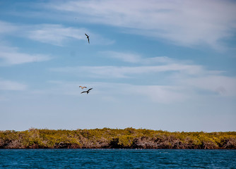 There is a large colony of Magnificent Frigatebirds (Fregata magnificens) found at Adolfo Lopez Mateos in Baja California, Mexico