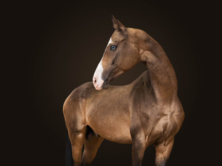 Portrait a thoroughbred stallion of brown color of breed Akhalteke on a black background