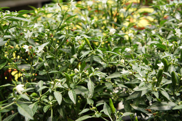 Red and green chili or capsicum frutescens plants. Planted in plant nursery. Some of them are ready for harvest.