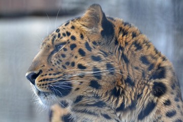 Far east leopard