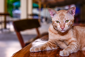 The cat is a mammal belonging to the Felidae family, whose family originated from the Siberian...