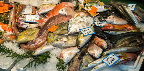 Fish Market in Tokyo, Japan