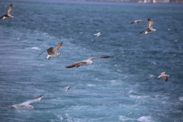 Fototapeta na wymiar Seagulls chasing bagel