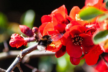 Hummel mit roter Blume