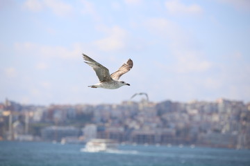 Obraz premium Seagull