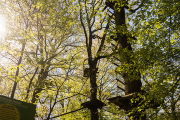 Accrobranche en forêt avec personne en action