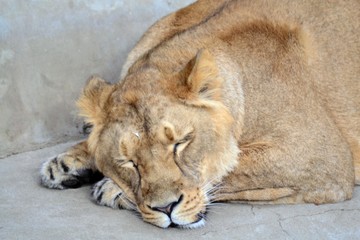 Sweetly sleeping lion