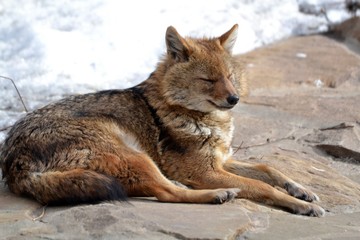 Fototapeta premium Sleeping jackal
