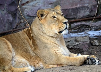 Lion spring close-up