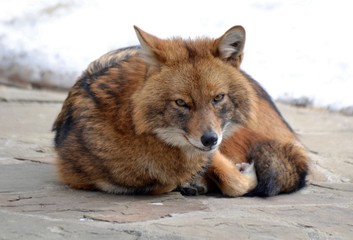 The cunning little face of a jackal