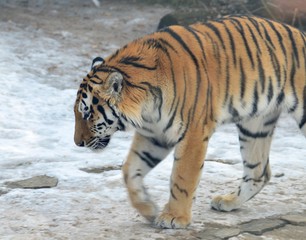 Fototapeta na wymiar Striped tiger