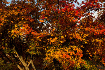 Maple foliage in Japan