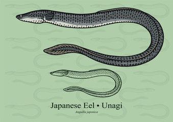 Japanese Eel. Vector illustration with refined details and optimized stroke that allows the image to be used in small sizes (in packaging design, decoration, educational graphics, etc.)