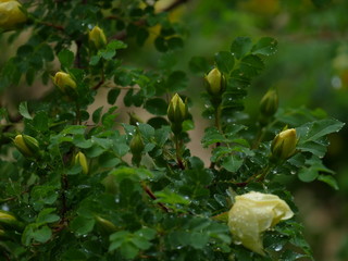 Yellow roses with raindrops on the background of plants