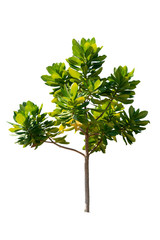 Young or seedling tree Avicennia alba plants used to grow in the mangrove forest. Isolated white background with clipping path.