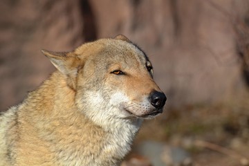 portrait of a wolf on brown background