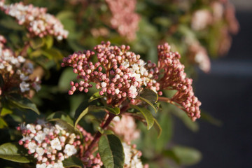 Japanese Skimmia or Skimmia japonica pink flowers on bush in springtime