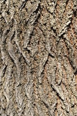 texture of natural wood acacia. perennial and powerful acacia tree bark