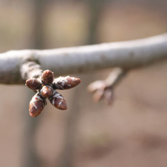 Cherry tree blossoms on branch in springtime with selective focus. Prunus avium