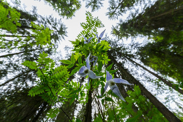 Beautiful white-blue bell flowers in a mountain forest in spring