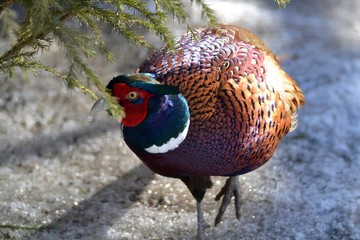 Pheasant near christmas tree