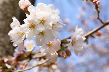 桜の花