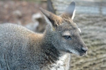 Portrait of a kangaroo