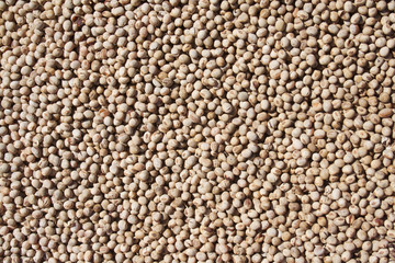 Soybeans texture background.Top view