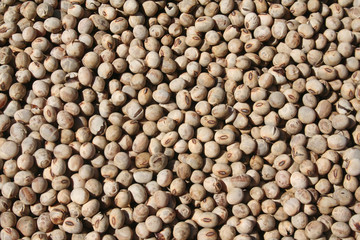 Soybeans texture background.Top view