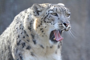 Snow leopard on a sunny day