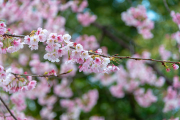Sakura (Cherry Blossom)  blooming in spring around Ueno Park in Tokyo , Japan.