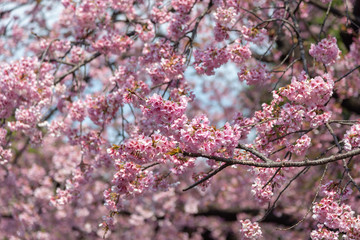 Sakura (Cherry Blossom)  blooming in spring around Ueno Park in Tokyo , Japan.