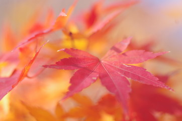紅葉