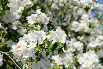 apple blossom on the tree in orchard