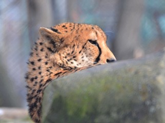 Portrait of a cheetah on a sunny day
